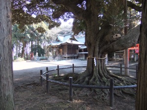 神木の向こうに神社の拝殿が見える