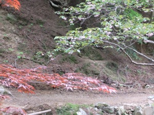 咲いている桜と紅に染められたモミジ