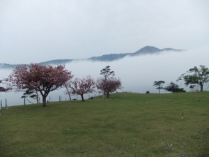 咲いている桜の後ろに霧が流れる。霧の上、本土の山のてっぺんが見える。