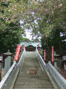 石段の真ん中に鹿がたって、見つめる。