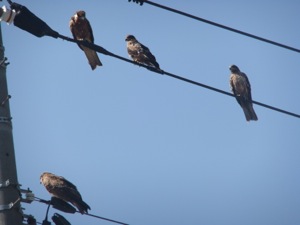 電線に群がる鷹