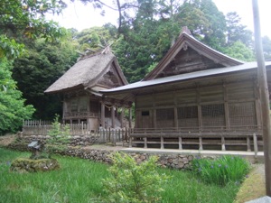 アヤメが咲く池の向こうには拝殿と本殿が見える