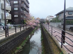 桜が見える二ヶ領用水