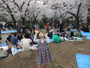 満開の桜の下で、宴会の前で真由喜が桜を追う。